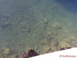 1000 Fische