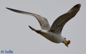 Möwe im Flug mit Beute