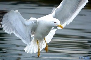 ...kurz vor der Landung im Wasser....