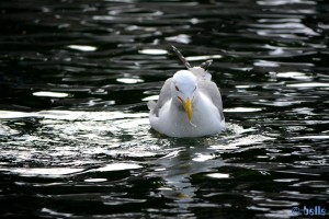 ...erst mal das Wasser abschütteln...