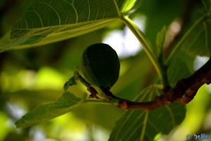 Ficus mit Frucht