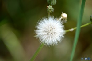 Pusteblume