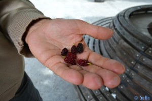 Früchte an den Bäumen - ähnlich wie Brombeeren