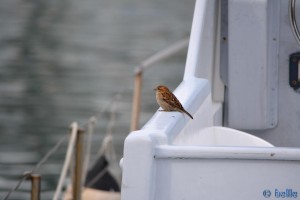 Spatz - Porta Siberia Genua