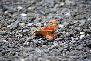 Verwelktes Blatt am Boden