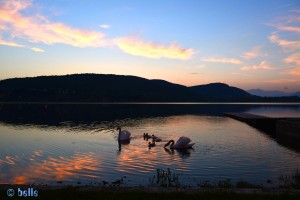 Schwan-Familie im Sonnenuntergang am Lago di Comabbio