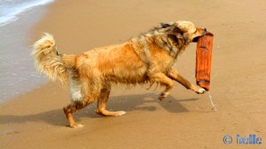 ...nix wie raus aus dem Wasser – das ist mir viel zu nass!!!