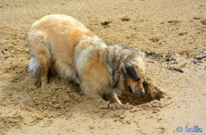 ...wenn ich ein Loch buddel... (man bemerke den angestrengten Gesichtsausdruck!!!)