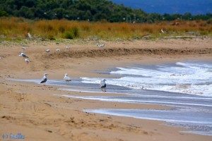 Möwen am Strand von Termoli