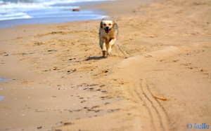 Nicol – the flying Dog – Beach of Termoli