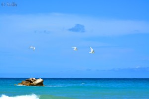 Drei Möwen im Flug – Beach of Termoli