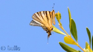 ...noch nie gesehener Schmetterling!