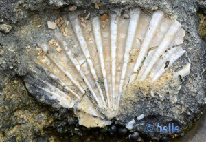 Versteinerte Muschel an der Küste von Mola di Bari