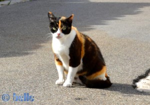 Angriffslustige Katze in Alberobello