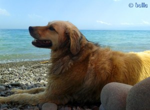 Nicol lazy on the Beach of Trebisacce – Calabria – Ionisches Meer