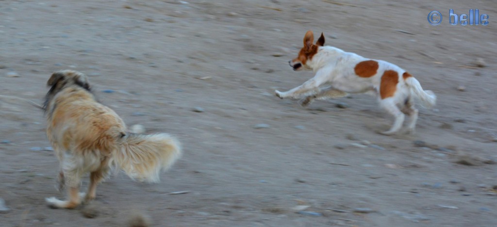 Nicol mit dem wilden Hund am Strand von Roccella