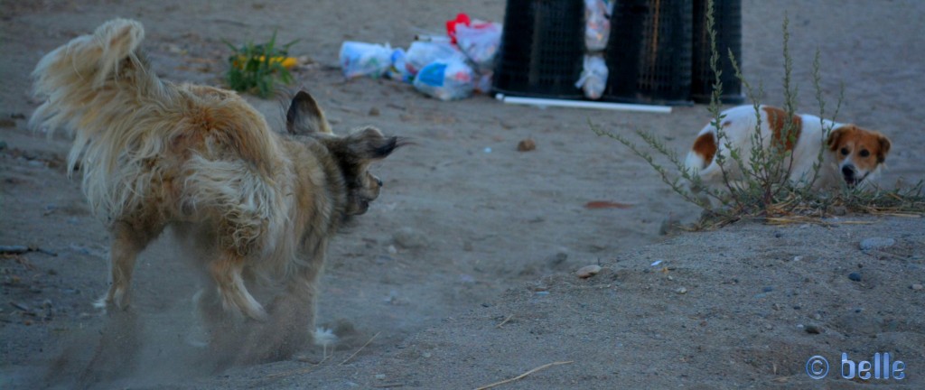 Nicol mit dem wilden Hund am Strand von Roccella