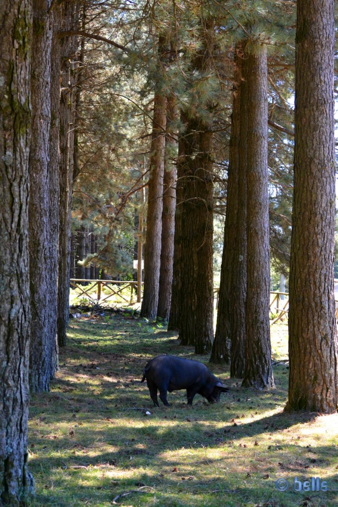 Besuch von Schweinen in Moleti - Aspromonte