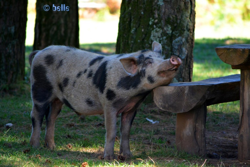 Happy Pig – hach ist das Leben nicht schööööööööööööööön?