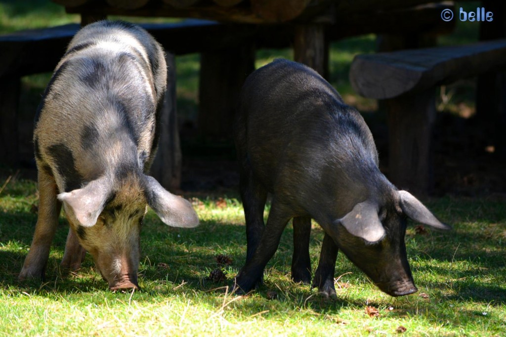 Besuch von Schweinen in Moleti – Aspromonte ...wo gibt’s was zu futtern?