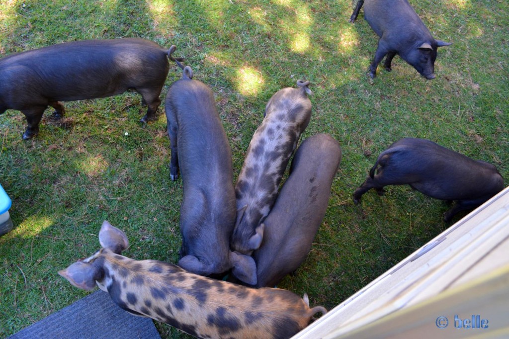 Blick aus dem Camper – Besuch von Schweinen in Moleti – Aspromonte Grosses Gedränge am Wassereimer!