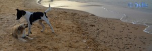 Nicol and Boy von Alcamo at the Beach of Alcamo - Golfo di Castellammare