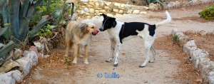 Nicol and Boy von Alcamo at the Beach of Alcamo - Golfo di Castellammare