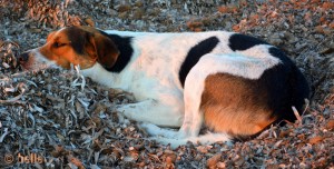 Boy von Marsala in den getrockneten Algen