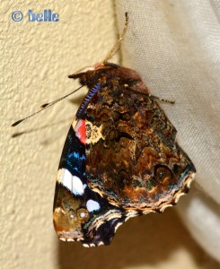 Schmetterling sucht die Nachtruhe