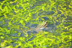 ...wer findet den Frosch??? Perfekte Tarnung!