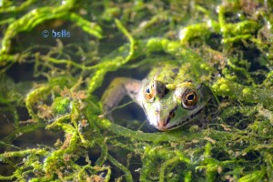 Frog at Contrada Fiori, Menfi AG, Italien