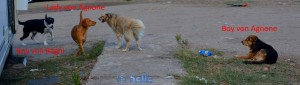 Wilde Hunde begrüssen Nicol ♥