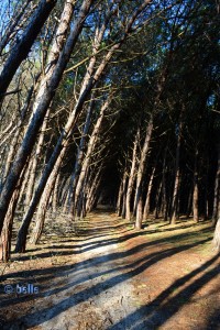 Spaziergang durch den Wald