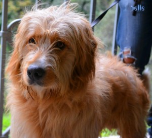 Romeo war sehr interessiert an unserer Nicol ♥