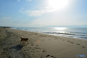 Dream-Beach at Marina di Torre del Lago Puccini