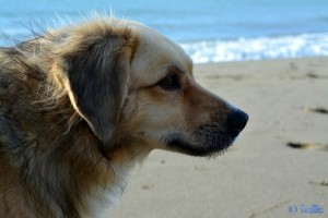 Nicol at the Dream-Beach at Marina di Torre del Lago Puccini