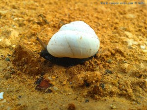 Schneeweisse Schnecke am Playa de las Palmeras – Spain