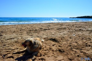 Nicol groggy - at the Playa Mar Rabiosa - San Juan de los Terreros