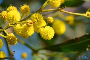 Gelbe Blüten