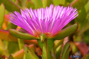 Blüte in Pink