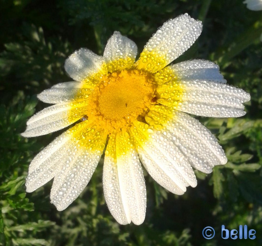 Blüte im Tau