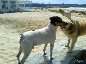 Ungekannter Hund in Tarifa