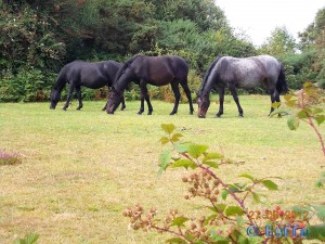 Wild Horses / Ponys in the New Forest