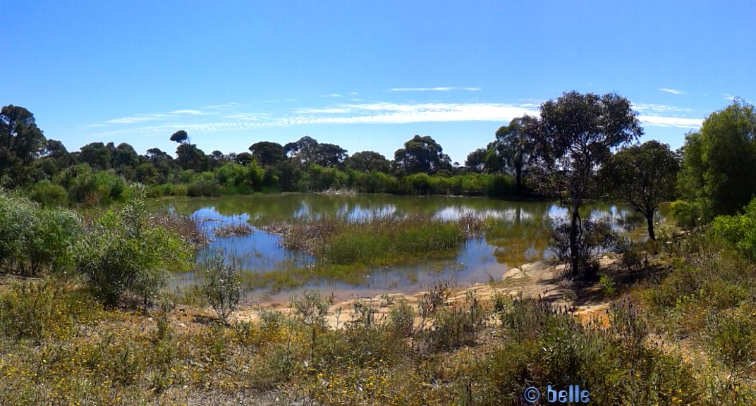 Teich und Frosch-Paradies in Barão São João