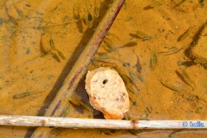 Kleine Fische mit einem Stück Brot im Teich von Barão São João