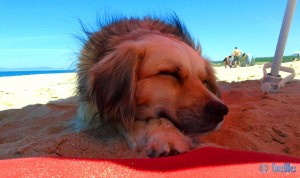 Nicol at Praia da Lagoa de Albufeira