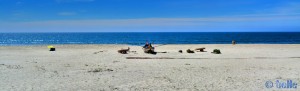 Praia de Torreira - Avenida António Augusto Valente Almeida, Portugal