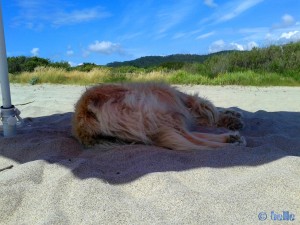 Ein lazy Fellbündel am Strand im Schatten vom Sonnenschirm