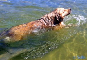 Nicol's Schwimmstunde