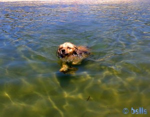 Nicol's Schwimmstunde